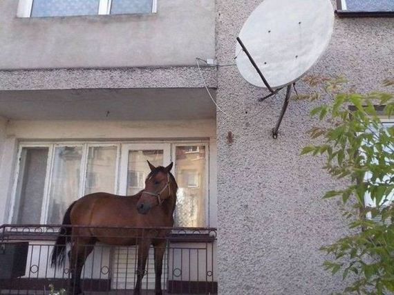 funny-pictures-738