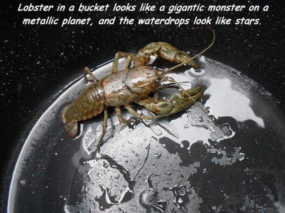 funny-pictures-738