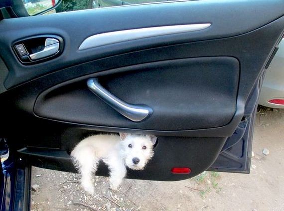 funny-pictures-739