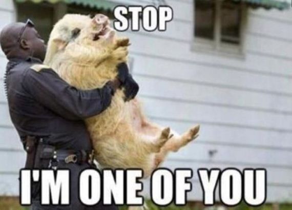 funny_captions