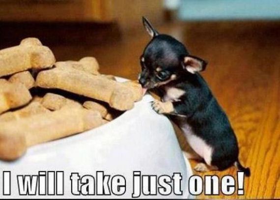 funny_captions