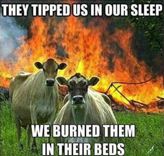 funny_captions