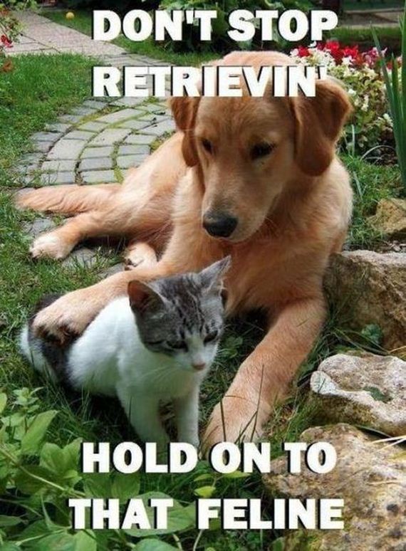 funny_puns_14