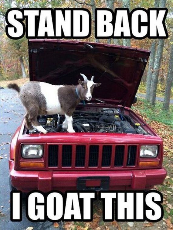 funny_puns_14