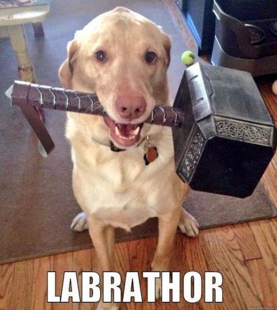 funny_puns_14