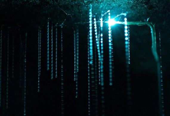 glowworm_caves_new_zealand