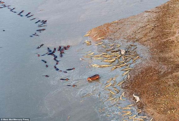heroic-hippos