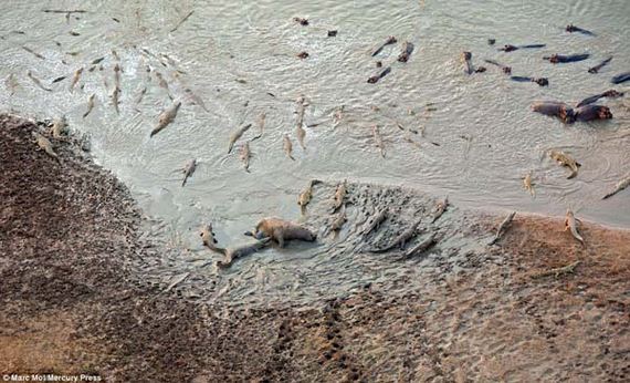 heroic-hippos