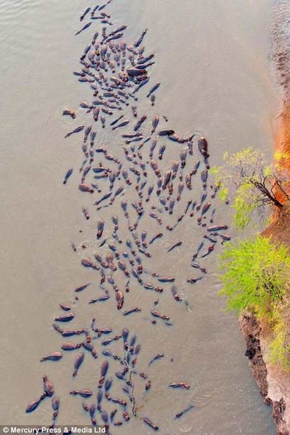 heroic-hippos