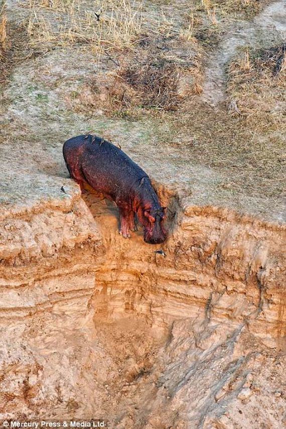 heroic-hippos