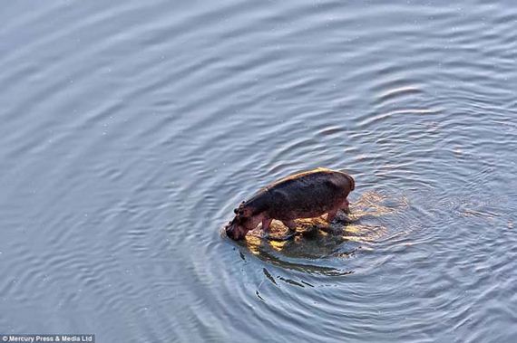 heroic-hippos
