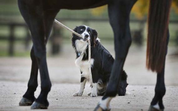 horseriding-dog
