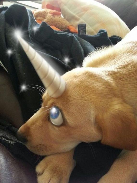 i_like_to_paint_over_pictures_of_my_puppy