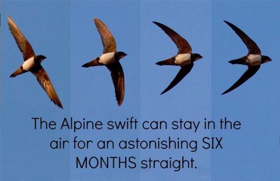interesting_facts_about_science