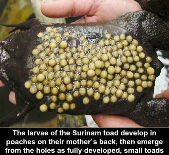interesting_facts_about_science