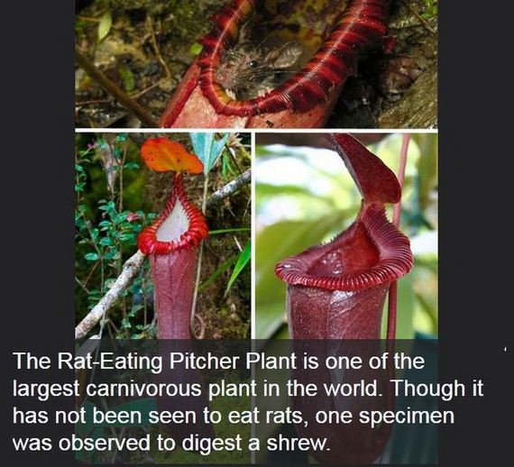 interesting_facts_about_science