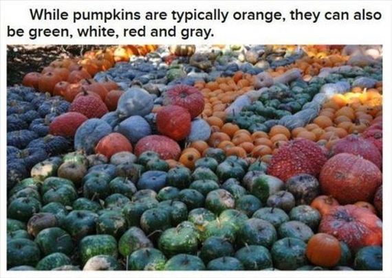 interesting_halloween_facts
