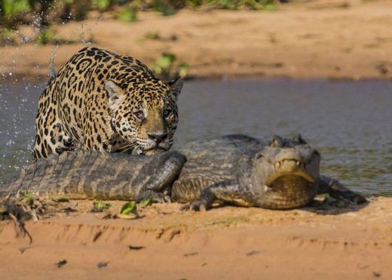 jaguar_who_turned_into_jaws