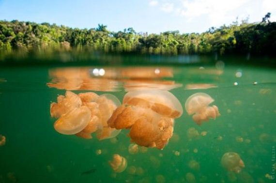 jellyfish-lake
