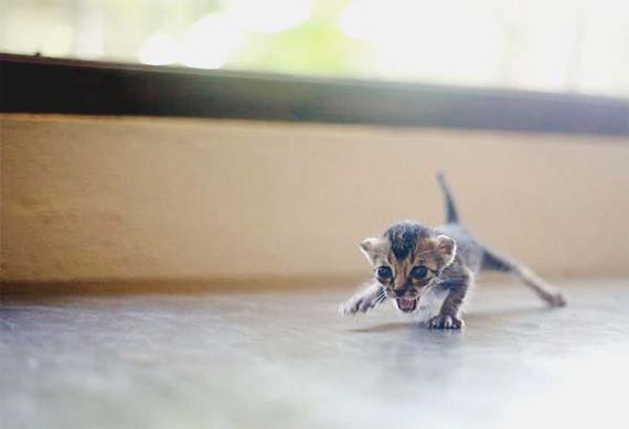 kitten-rescue