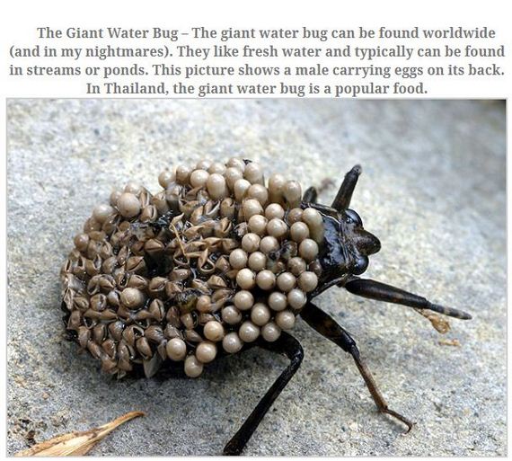 largest_insects_in_the_world