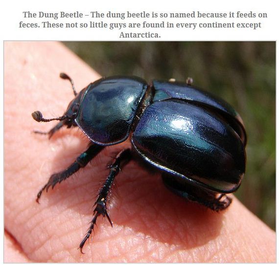 largest_insects_in_the_world