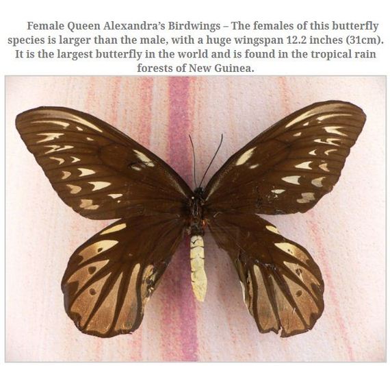 largest_insects_in_the_world
