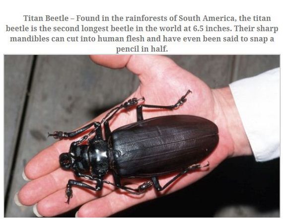 largest_insects_in_the_world