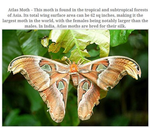 largest_insects_in_the_world