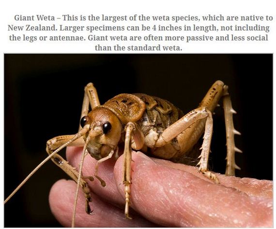 largest_insects_in_the_world