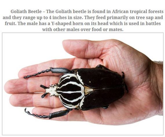 largest_insects_in_the_world