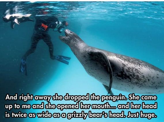 leopard_seal