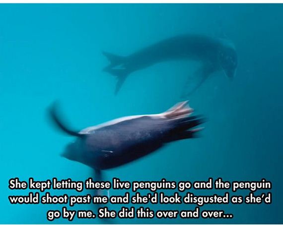 leopard_seal