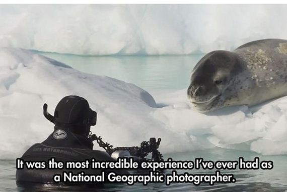 leopard_seal