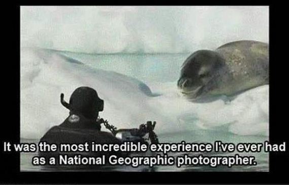 leopard_seal_tries_to_teach_photographer