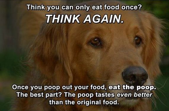 life_hacks_for_dogs