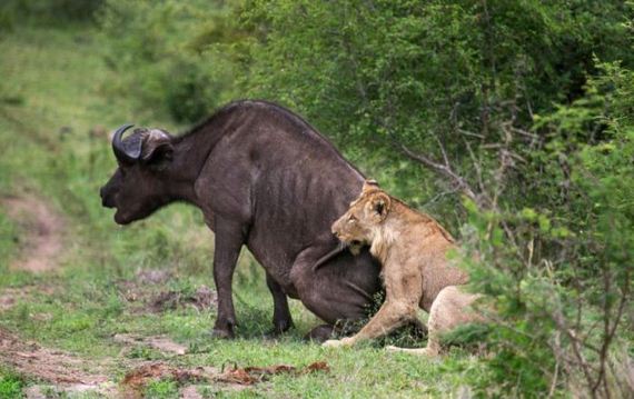 lion_and_buffalo