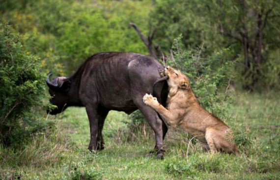 lion_and_buffalo