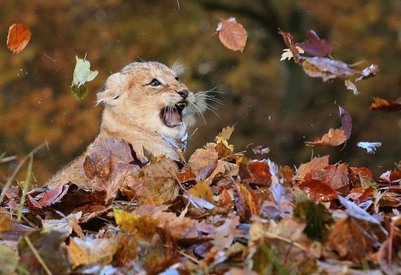 lion_cub_playing