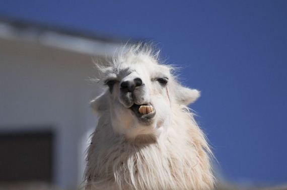 llamas-are-majestic
