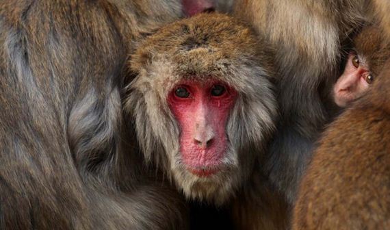 macachi-giappone