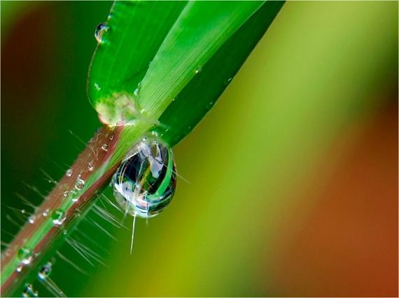macro_photography