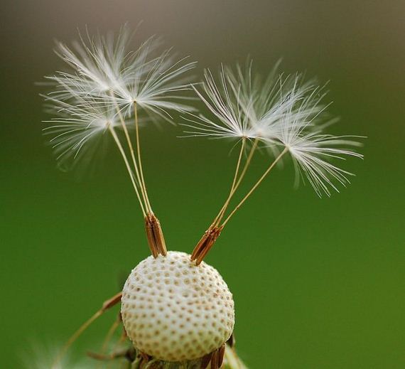 macro_photography