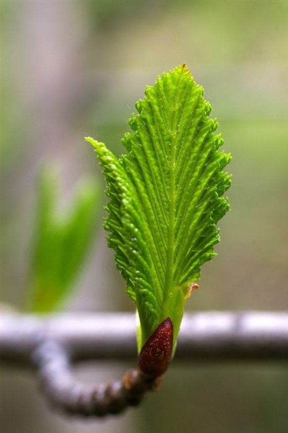 macro_photography