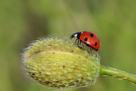 macro_photography