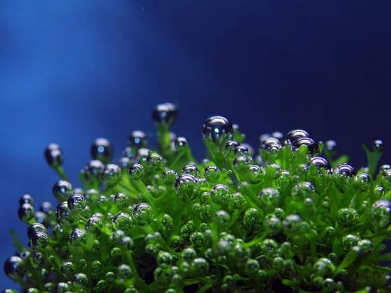 macro_photography