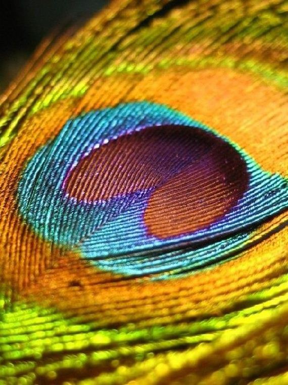 macro_photography