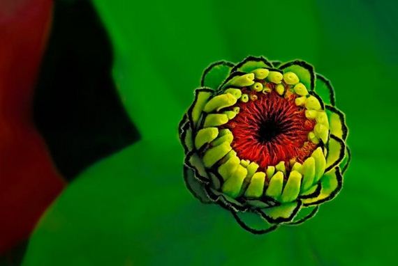 macro_photography