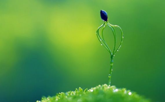 macro_photography