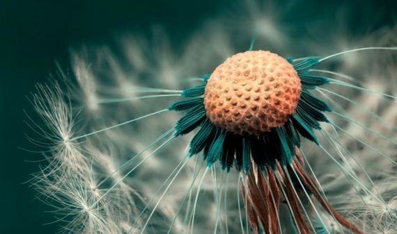 macro_photography